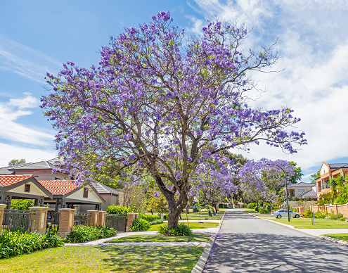 jacaranda