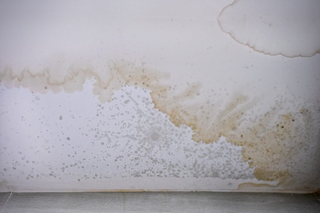 Mould repair Coffs HArbour