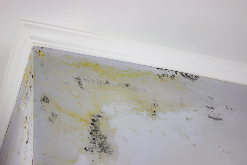 mould repair Macksville